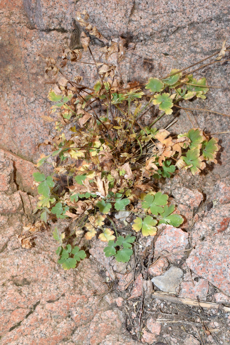 Изображение особи Aquilegia tianschanica.