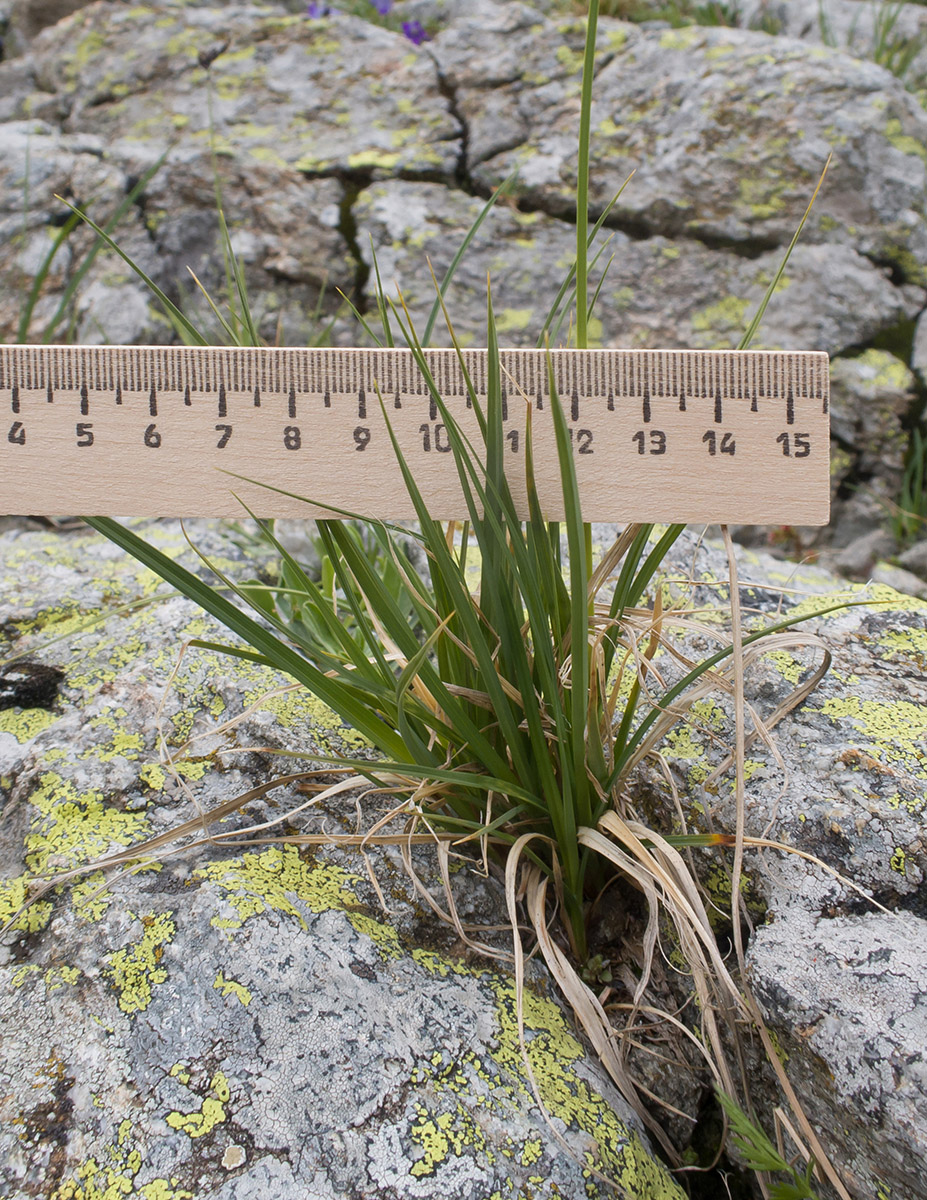 Image of Carex acrifolia specimen.