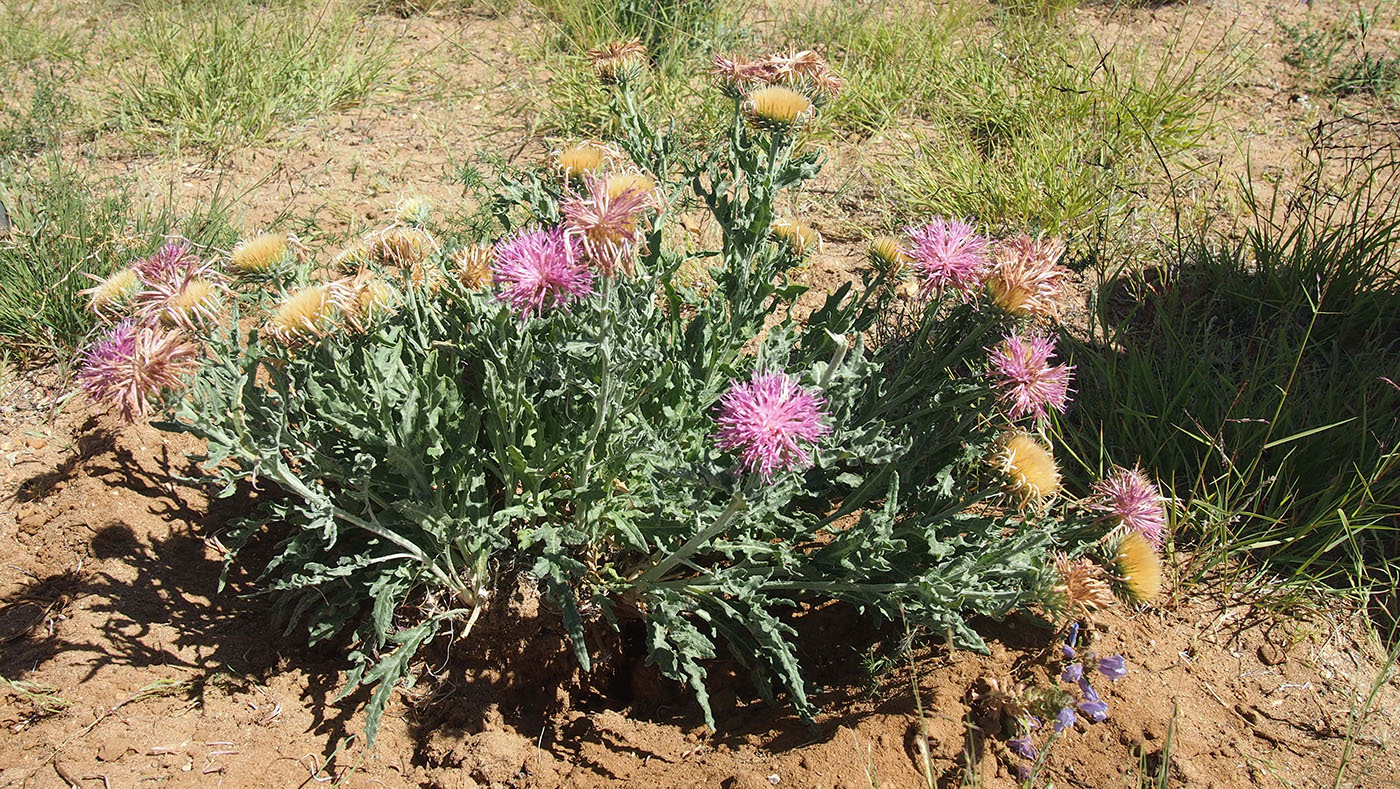 Image of Jurinea mongolica specimen.