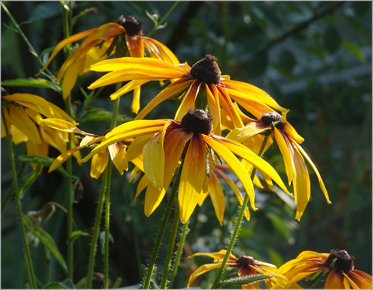 Image of Rudbeckia hirta specimen.