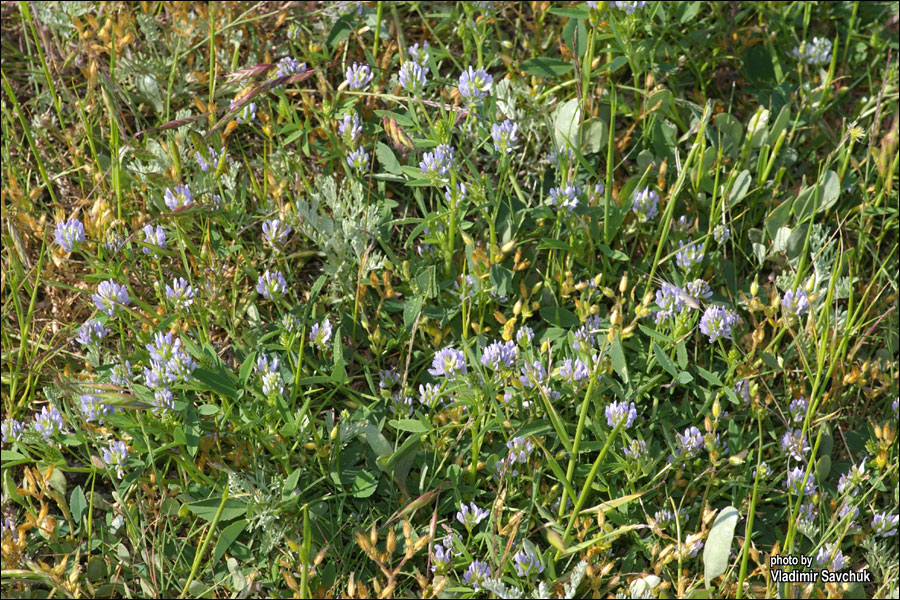 Изображение особи Trigonella procumbens.