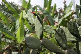 genus Opuntia. Ветви с цветками. Малайзия, губернаторство Сабах, подножие горы Кинабалу, сад «Адена Раффлезия». 22.02.2013.
