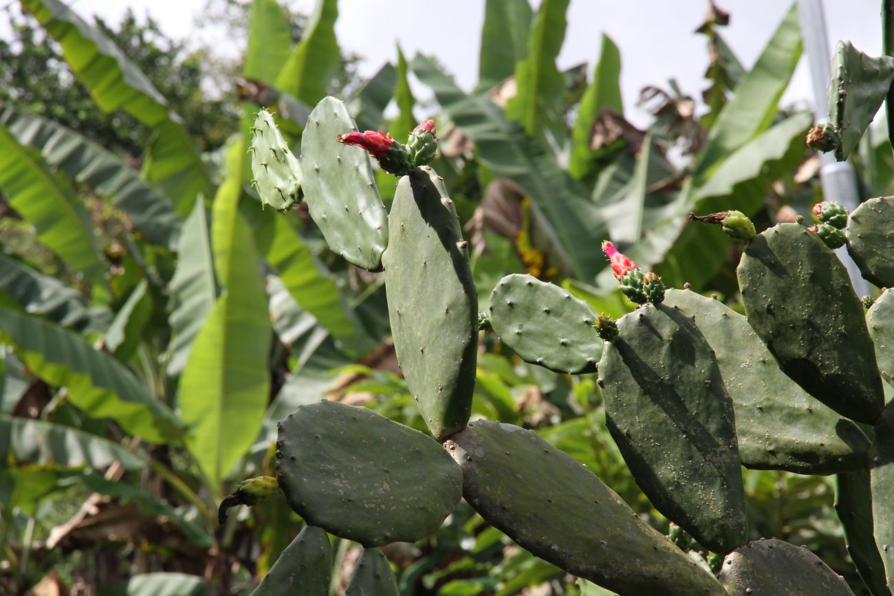 Image of genus Opuntia specimen.
