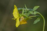 род Oenothera