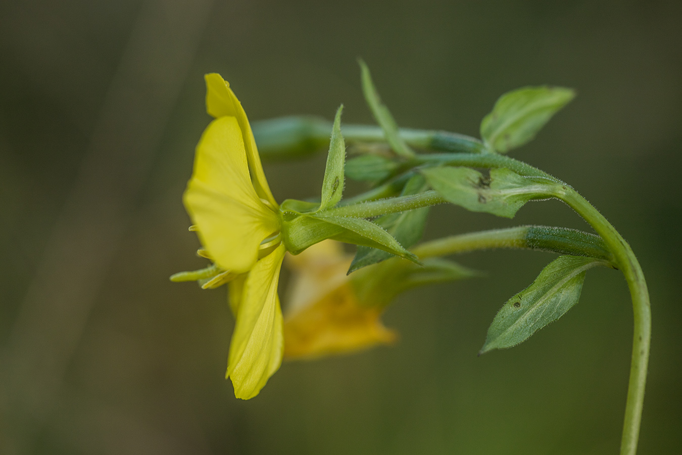 Изображение особи род Oenothera.