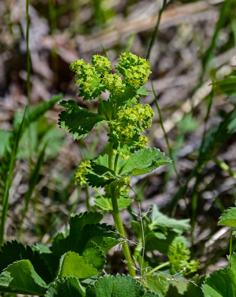 Image of genus Alchemilla specimen.