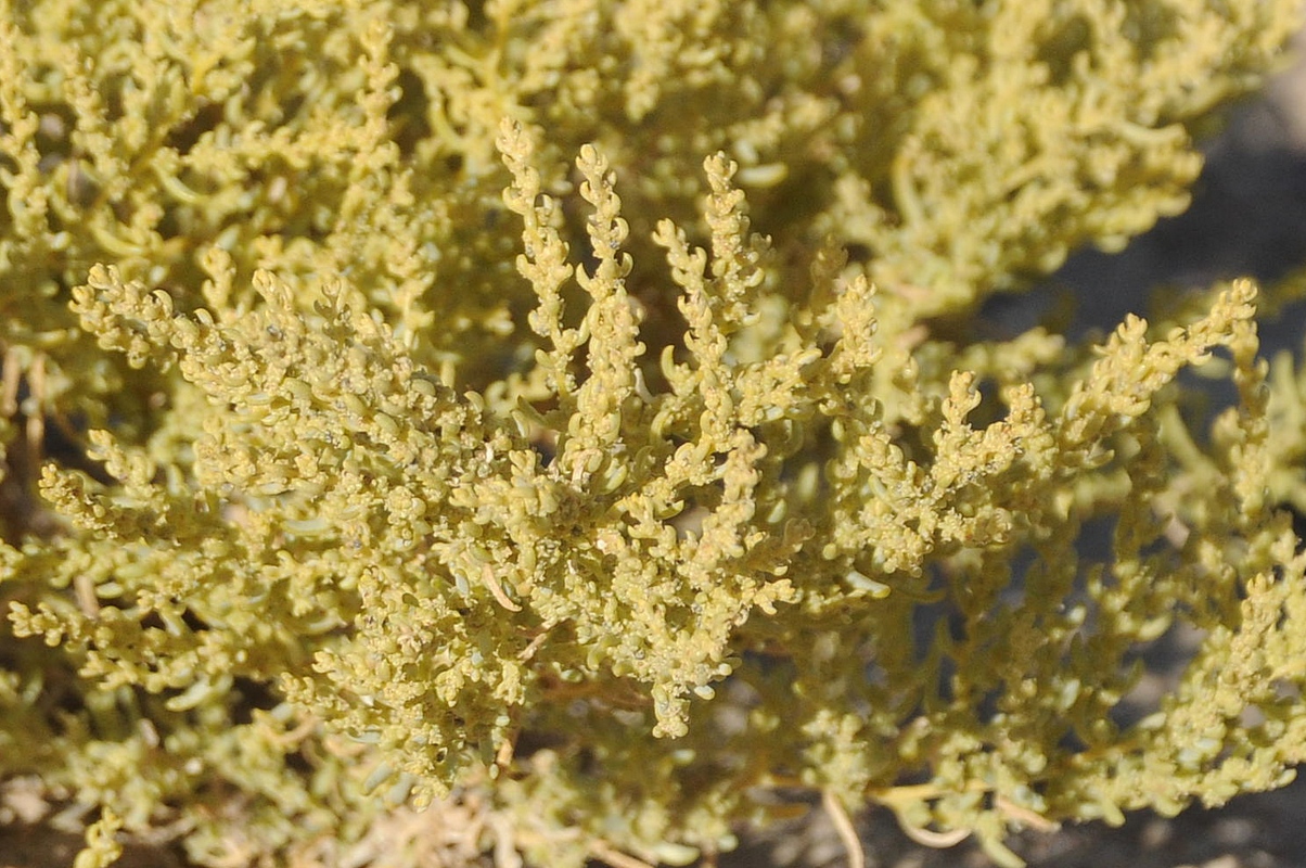 Изображение особи семейство Chenopodiaceae.