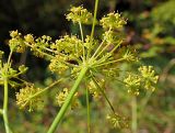 Peucedanum longifolium