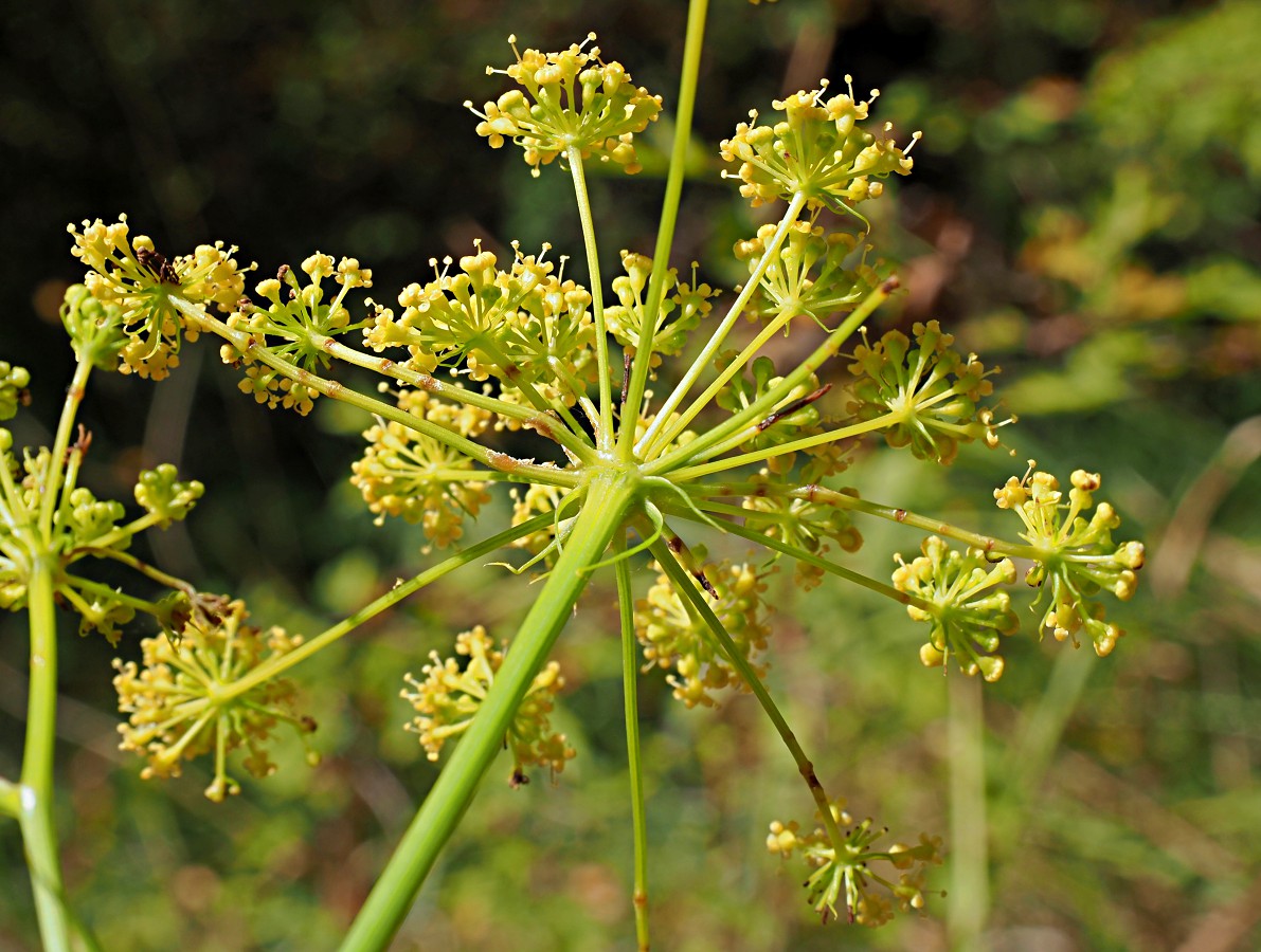 Изображение особи Peucedanum longifolium.