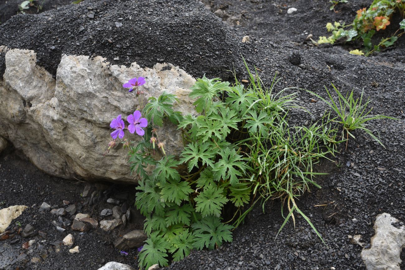 Изображение особи Geranium ruprechtii.
