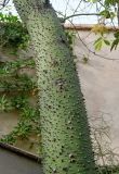 Ceiba speciosa