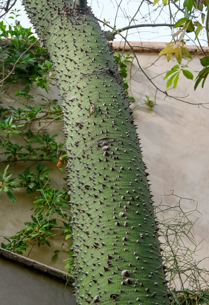 Изображение особи Ceiba speciosa.