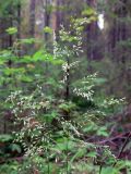 Deschampsia cespitosa