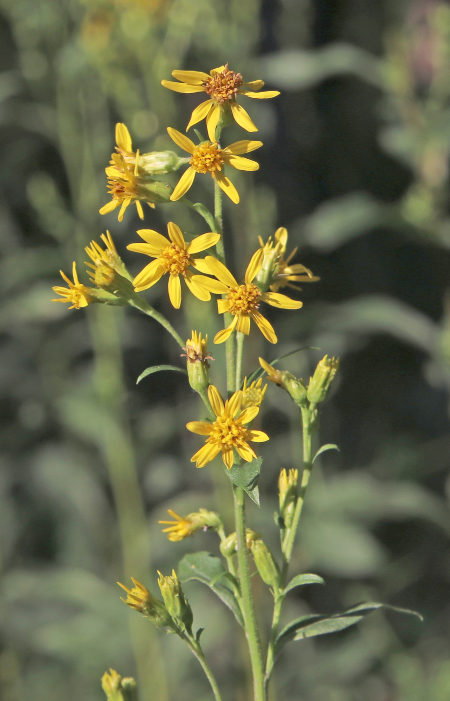 Image of Solidago virgaurea specimen.