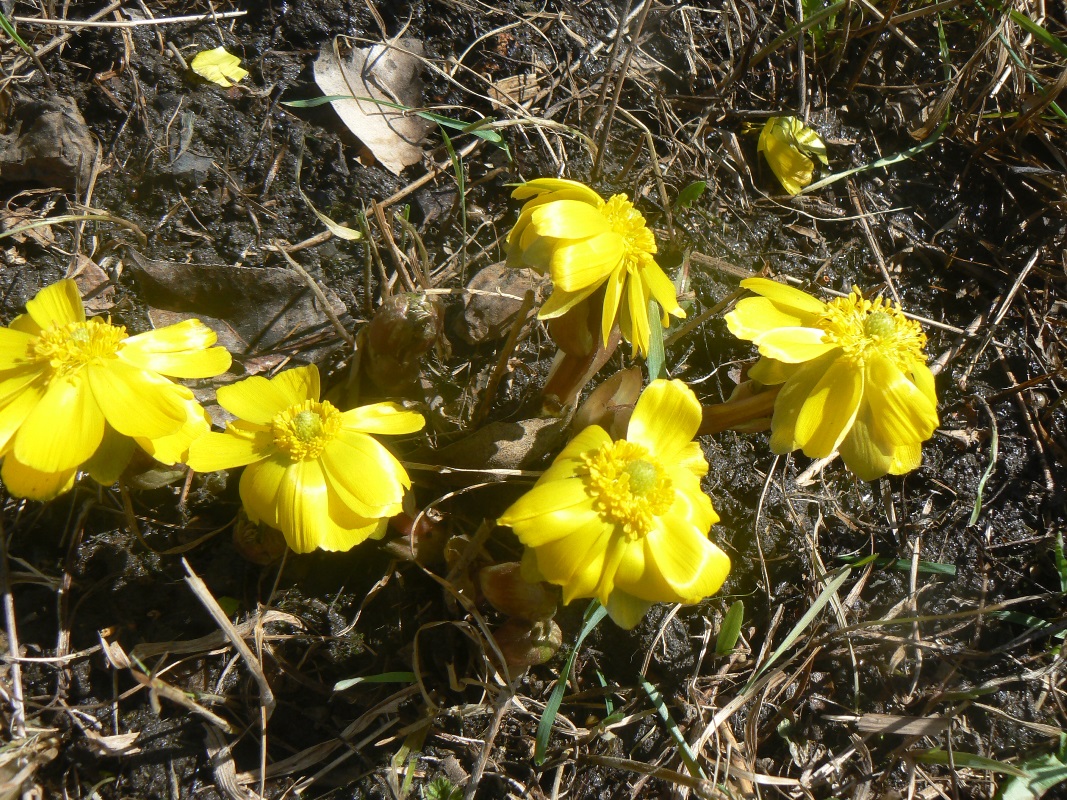 Image of Adonis amurensis specimen.