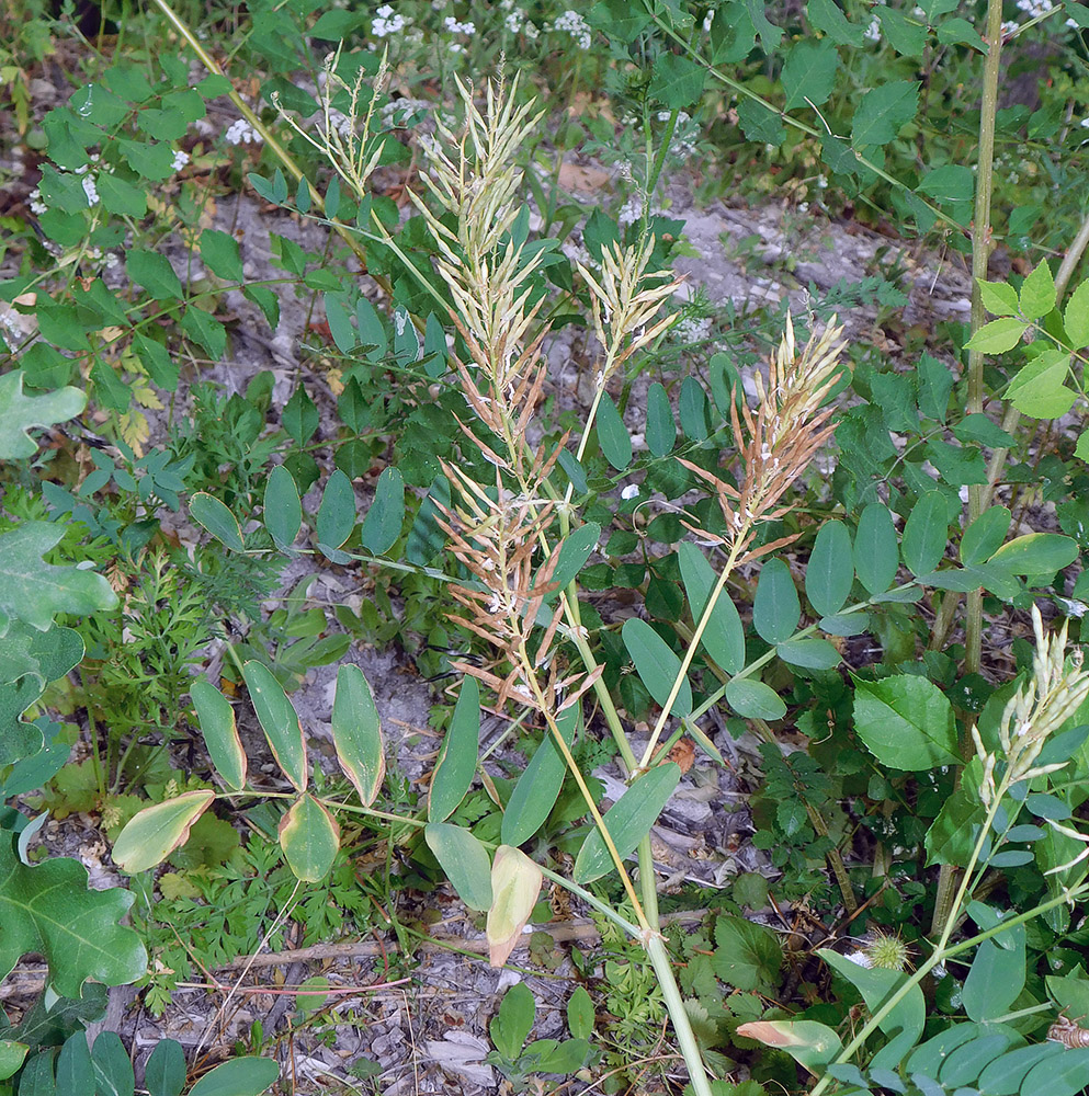 Image of Galega officinalis specimen.