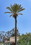 Phoenix dactylifera