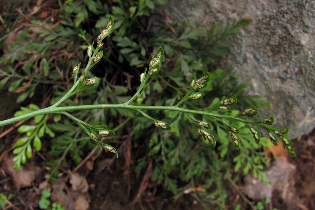 Image of Asplenium &times; souchei specimen.