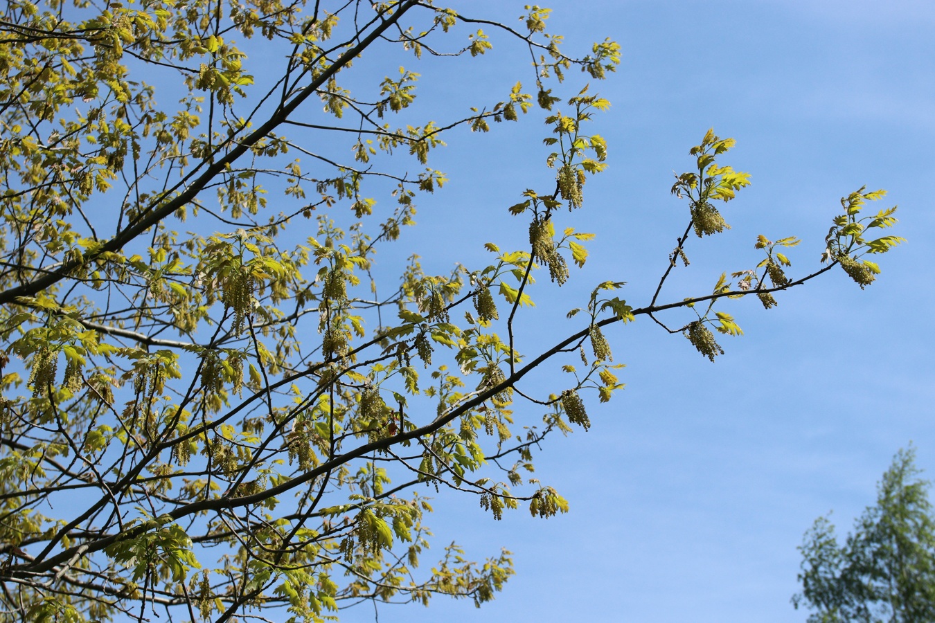 Изображение особи Quercus rubra.