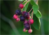 Amelanchier spicata