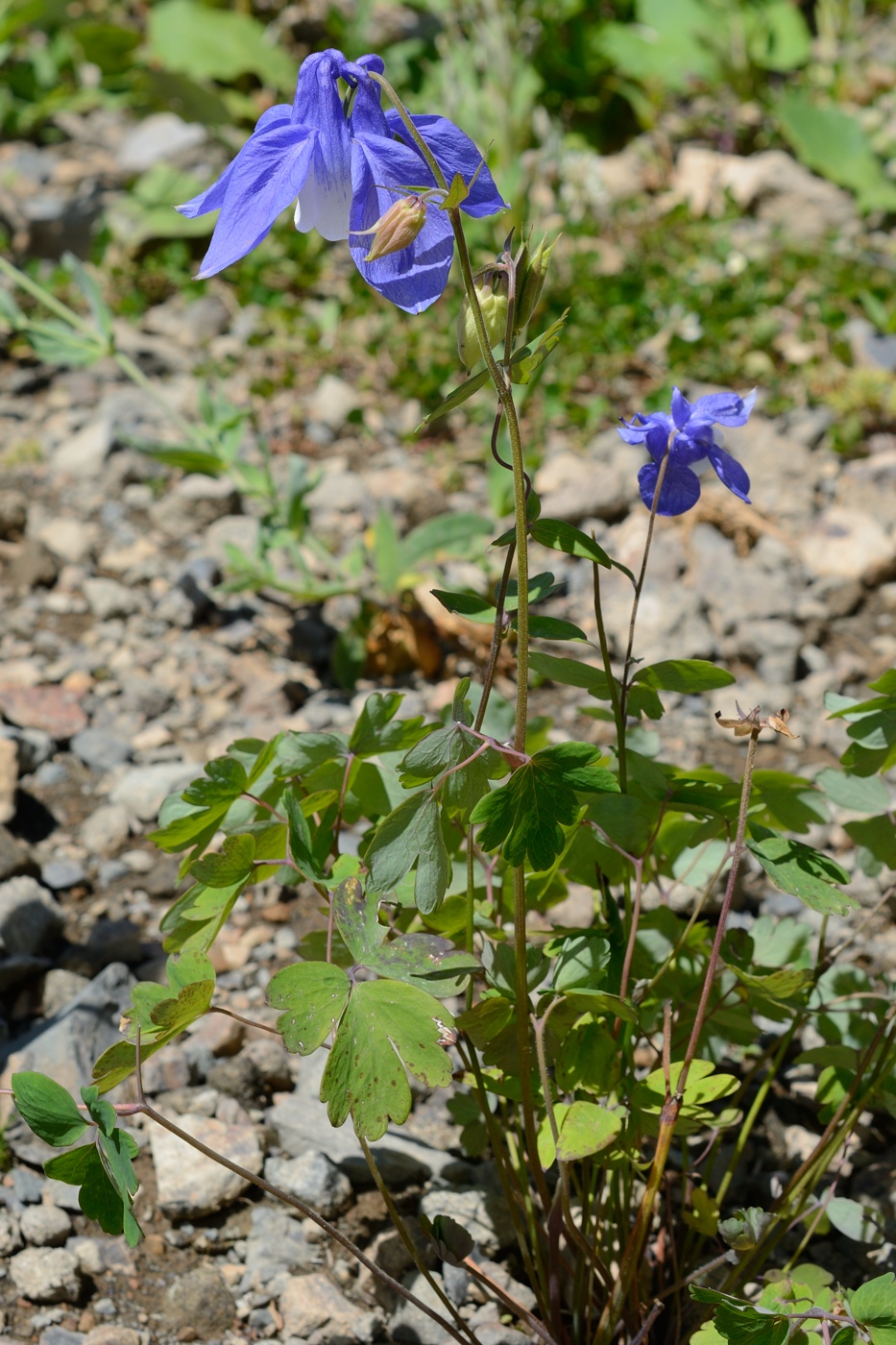 Изображение особи Aquilegia olympica.