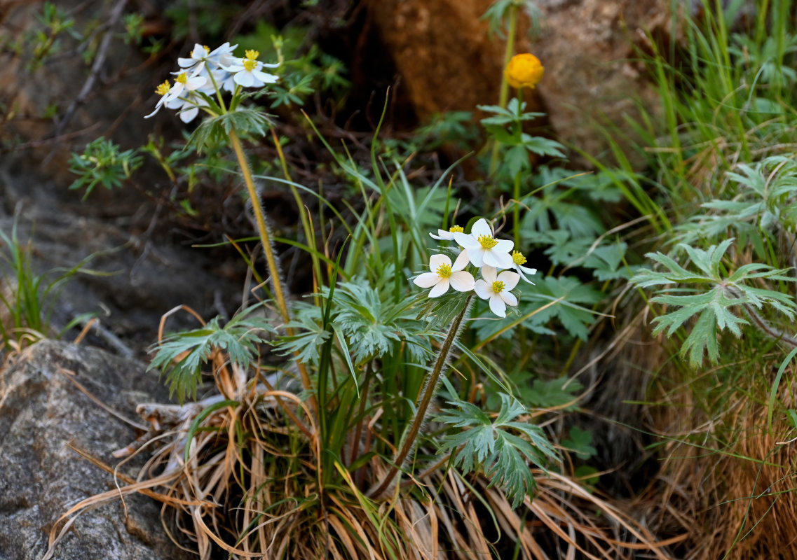 Изображение особи Anemonastrum crinitum.