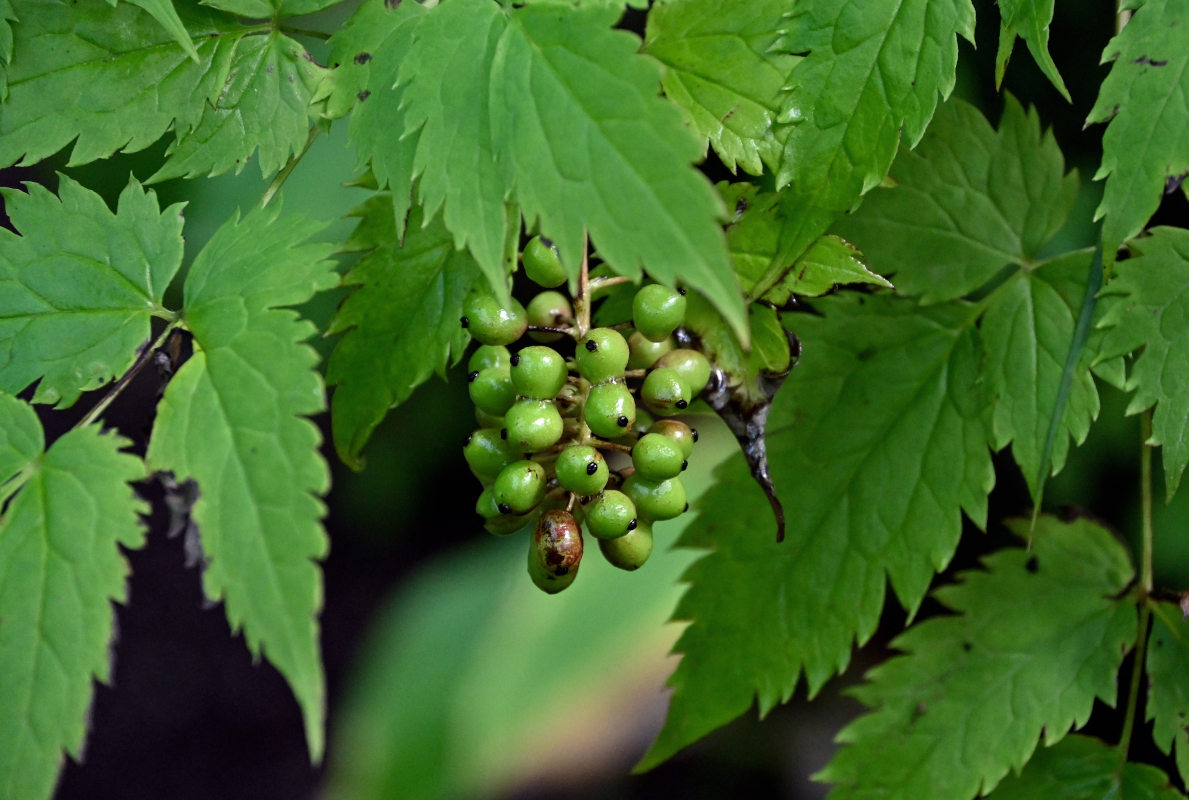 Image of Actaea erythrocarpa specimen.