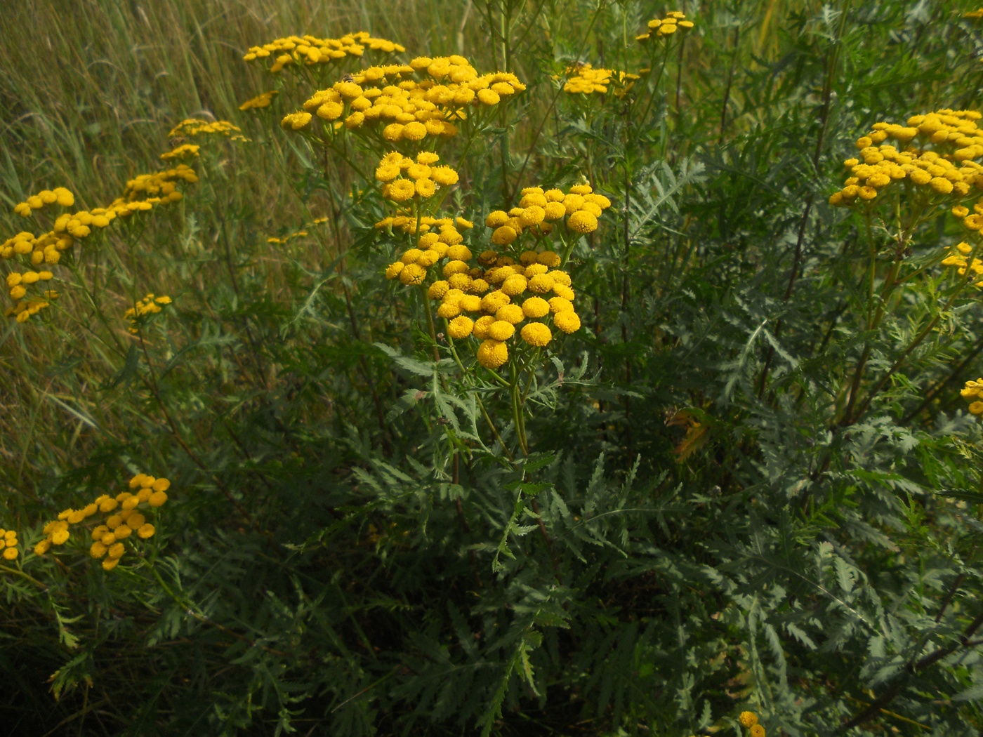 Image of Tanacetum vulgare specimen.