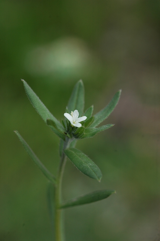 Image of Buglossoides arvensis specimen.