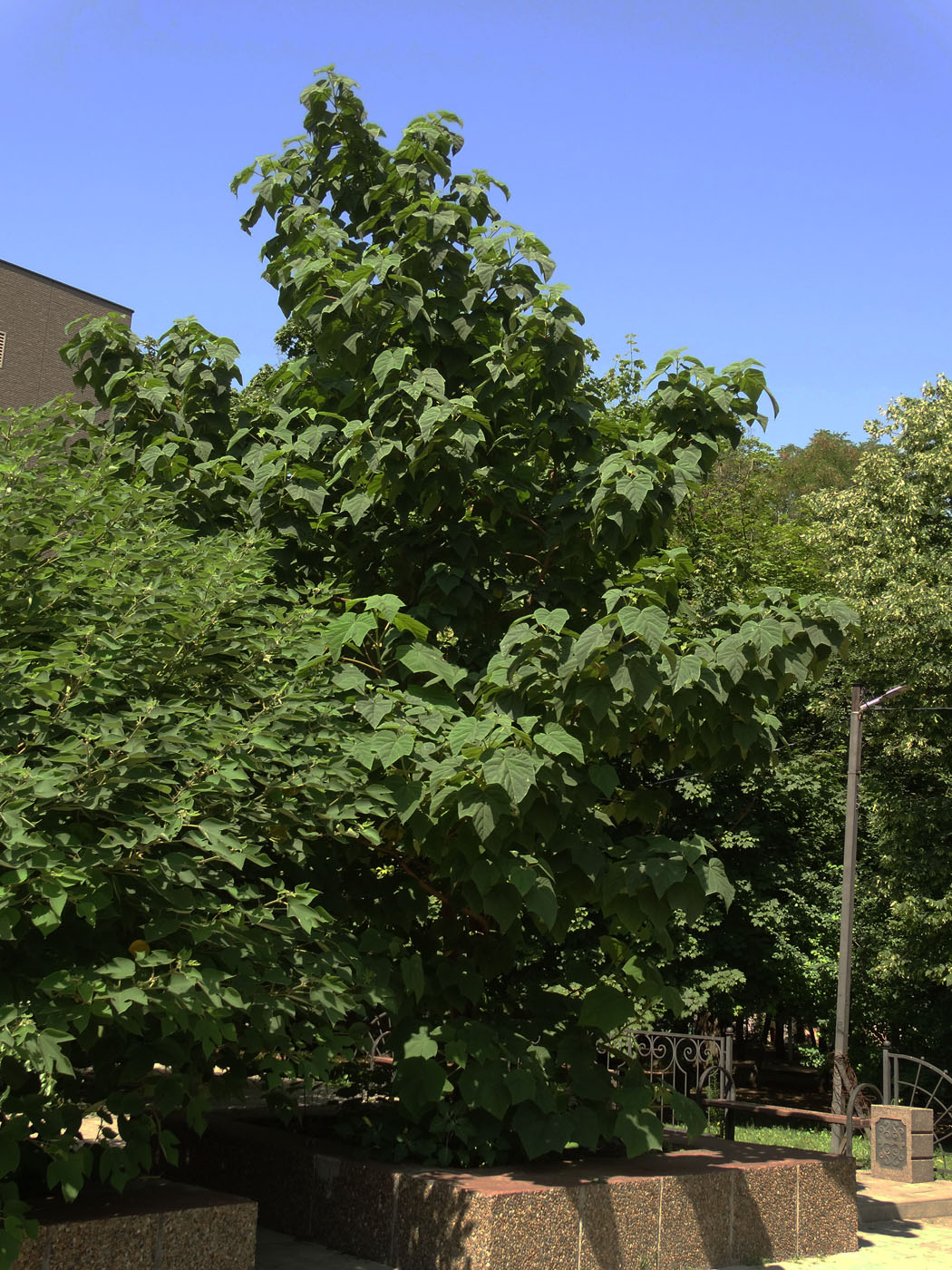 Изображение особи Paulownia tomentosa.