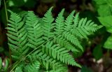 Pteridium pinetorum. Верхушка вайи. Оренбургская обл., Кувандыкский гор. округ, заповедник \"Шайтан-Тау\", долина р. Сакмара, смешанный лес. 05.07.2023.