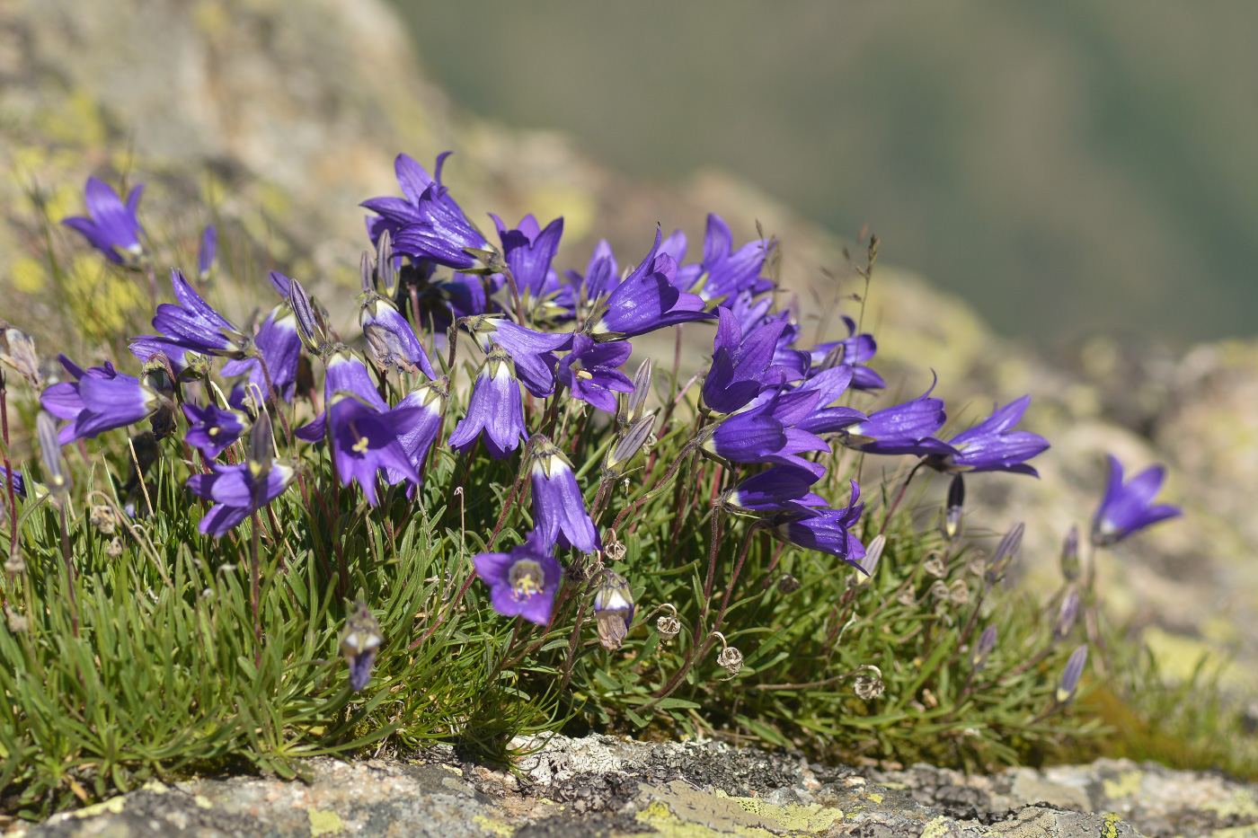 Изображение особи Campanula besenginica.