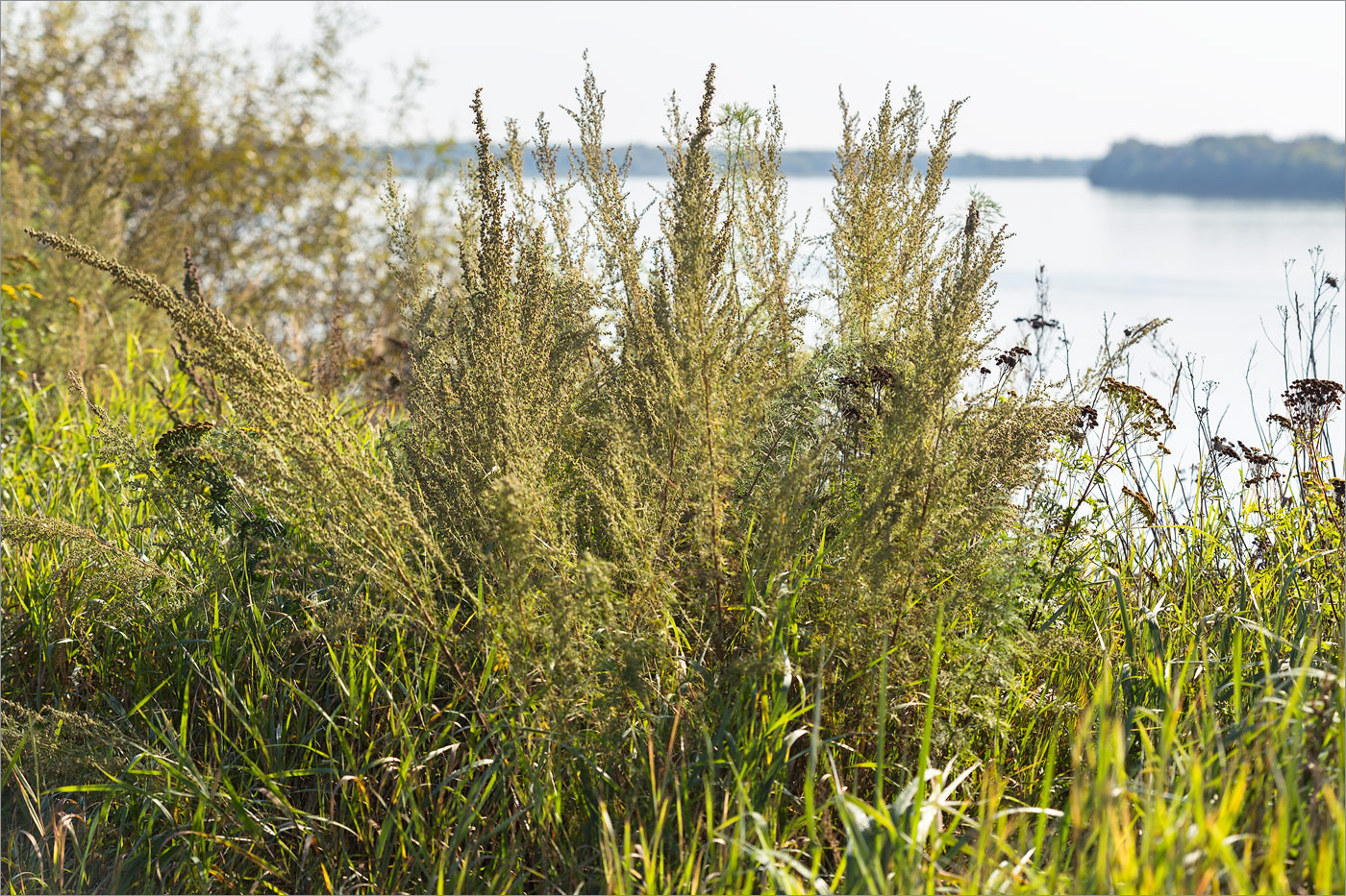 Изображение особи Artemisia abrotanum.