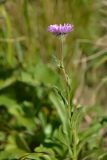 Erigeron venustus. Верхушка цветущего растения. Карачаево-Черкесия, Карачаевский р-н, Большой Кавказ, правый борт ущелья Кичкинекол в р-не тропы подъёма на Поляну крокусов, ≈ 2510 м н.у.м., субальпийский луг. 22.07.2023.