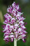 Orchis simia