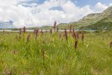 Dactylorhiza euxina. Отцветающие растения. Карачаево-Черкесия, Урупский р-н, хр. Загедан, долина Ацгарских озёр, ≈ 2600 м н.у.м., увлажнённый альпийский луг между средними озёрами. 09.08.2023.