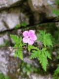 Geranium robertianum. Цветок с аномально округлыми лепестками. Краснодарский край, городской округ Сочи, Адлерский р-н, окр. с. Казачий Брод, в скале освещенной солнцем. 17.04.2023.