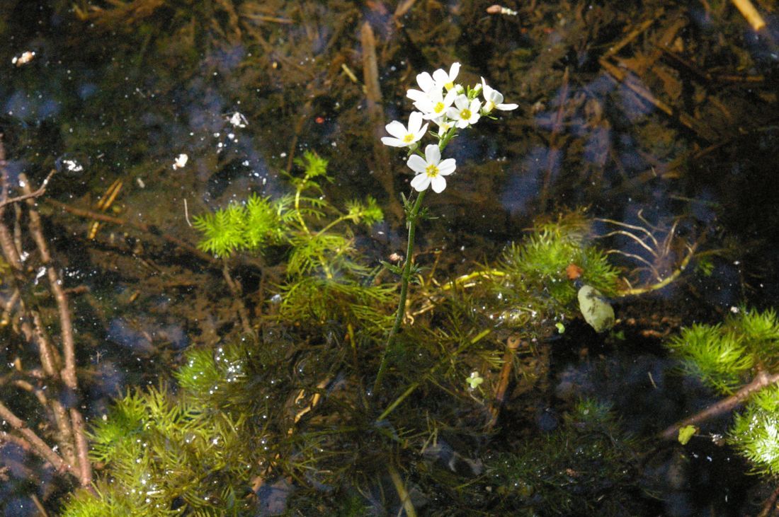 Крым болотная. Турча Болотная (Hottonia palustris). Хоттония палюстрис (Hottonia palustris). Турча Болотная (Hottonia palustris l.). Турча Болотная в аквариуме.