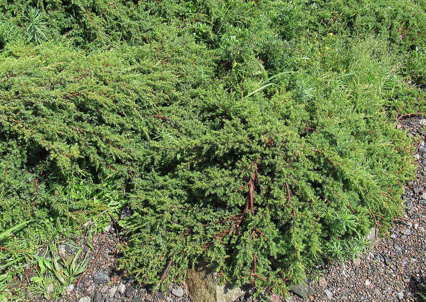 Изображение особи род Juniperus.