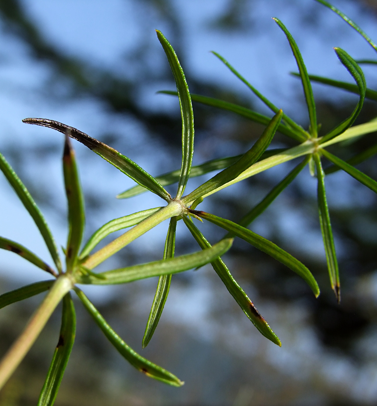 Изображение особи Galium verum.