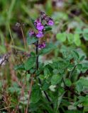 Teucrium chamaedrys. Верхушка побега с соцветием. Грузия, Имеретия, окр. монастыря Моцамета, опушка широколиственного леса. 14.06.2023.