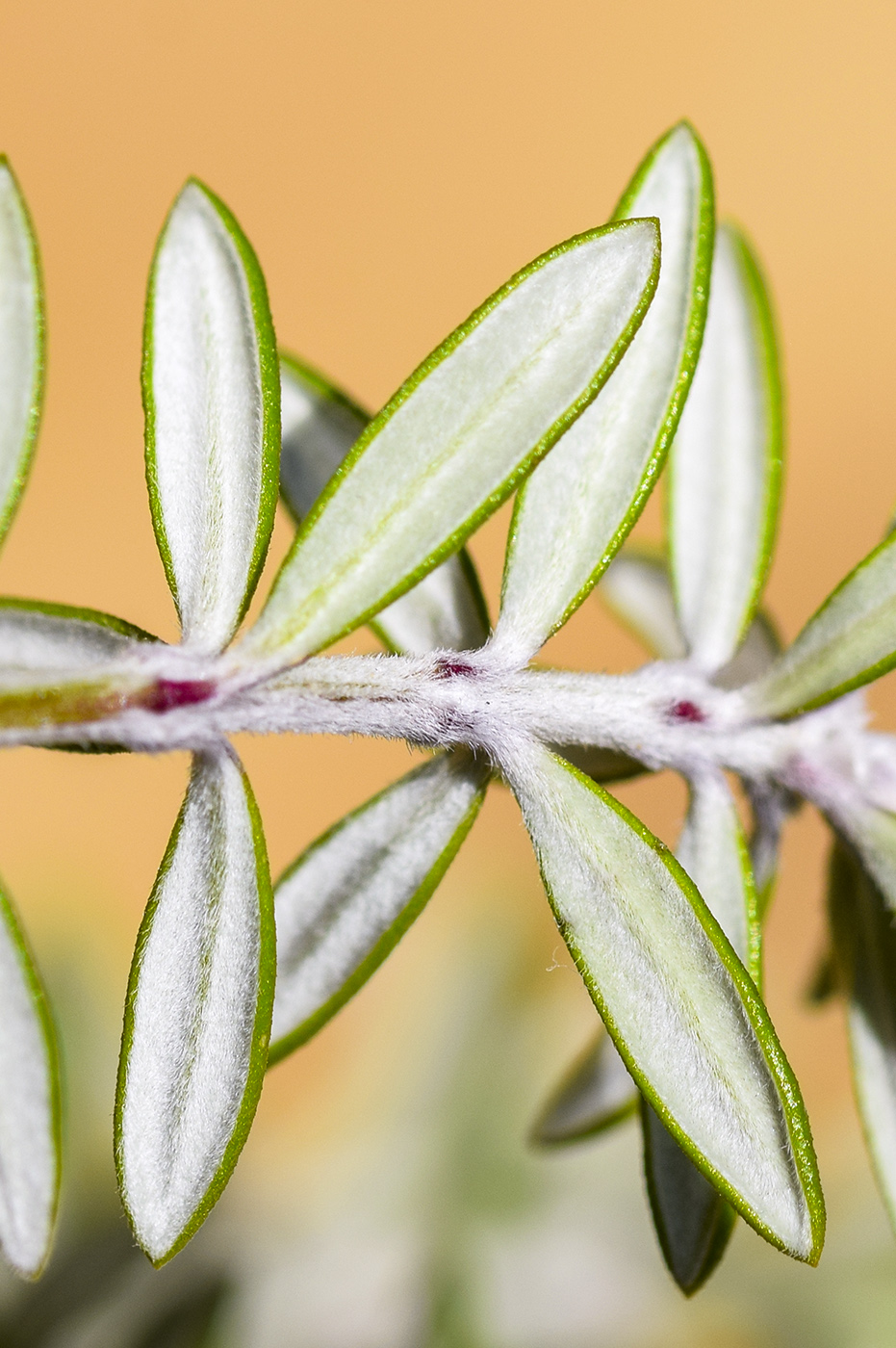 Image of Westringia fruticosa specimen.