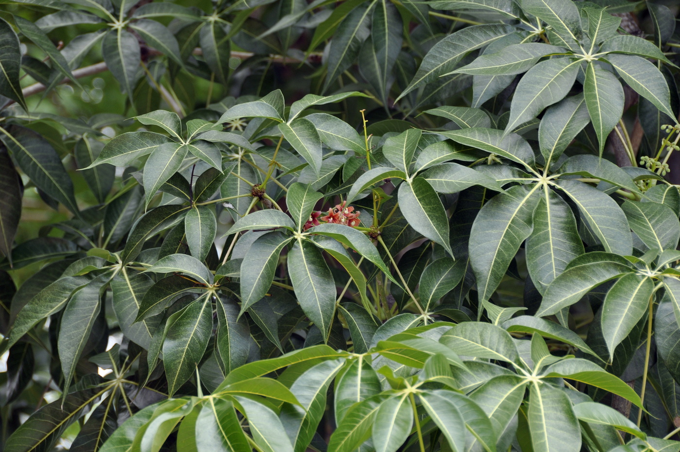 Image of Sterculia foetida specimen.