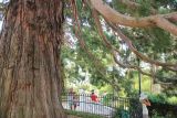 Sequoiadendron giganteum. Нижняя часть ствола и части скелетных ветвей. Южный берег Крыма, Массандра, парк, в культуре. 8 июня 2018 г.