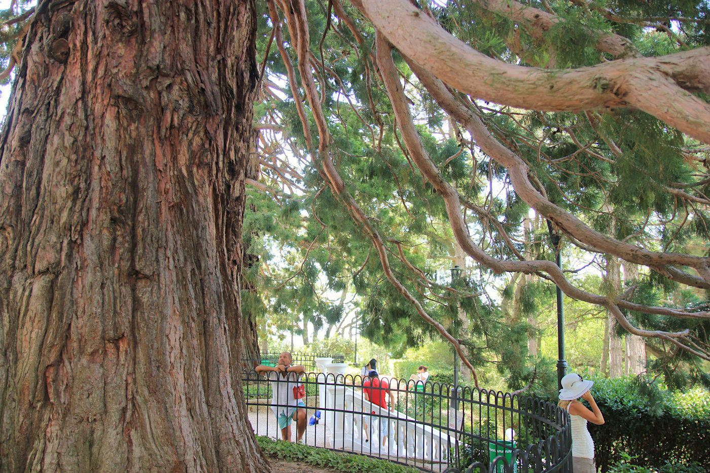 Изображение особи Sequoiadendron giganteum.