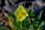 genus Papaver