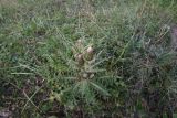 genus Cirsium. Цветущее растение. Чечня, Шаройский р-н, западный склон пер. Цумандинский, выс. ок. 2150 м н.у.м., луг. 23 августа 2023 г.