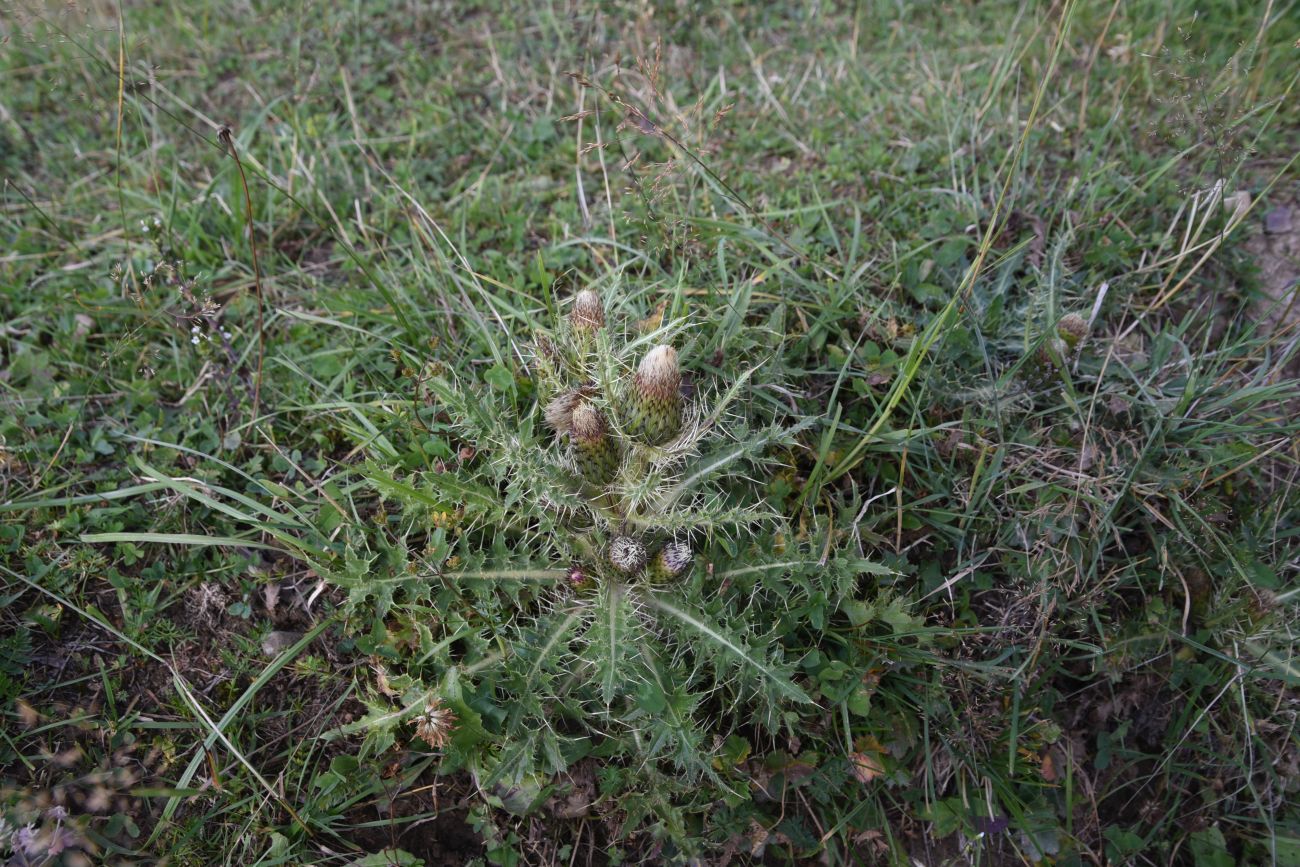 Изображение особи Cirsium rhizocephalum.