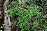 Adiantum capillus-veneris