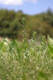 Lythrum thymifolia